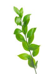 Green branch isolated