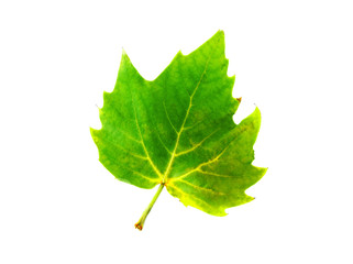 green maple leaf isolated