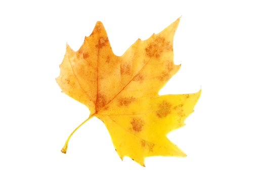 yellow leaf isolated