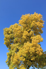 Naklejka premium Autumn