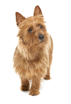 australian terrier