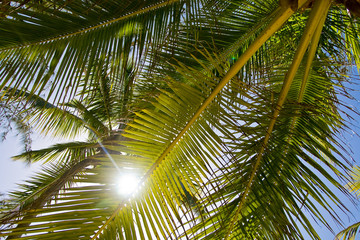 Fototapeta na wymiar Sonnenstrahlen durch Palme