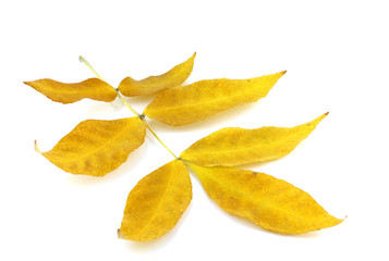 Twig with yellow autumn leaves