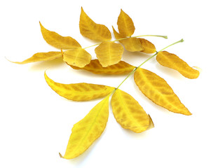 Naklejka na ściany i meble Twigs with yellow autumn leaves
