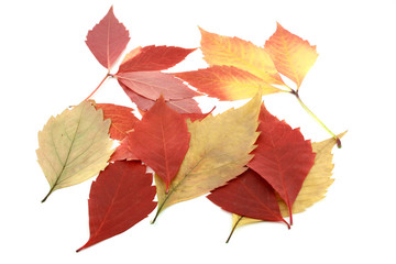 Naklejka na ściany i meble Color autumn leaves