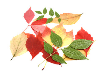 Twigs with color autumn leaves