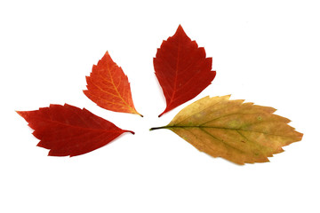 Autumn leaves
