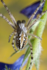 spider macro