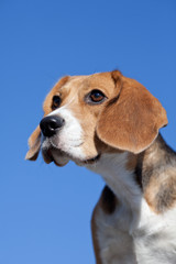 Dog beagle on blue sky background