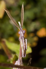 Male Empusa Pennata