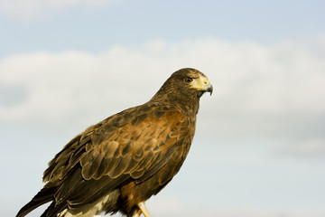Harris Hawk Bird Of Prey.