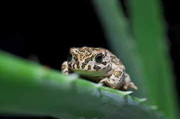 frog
