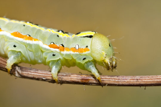 Green caterpillar