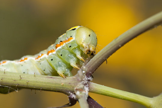 Green caterpillar