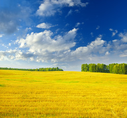 Obraz premium Autumn landscape