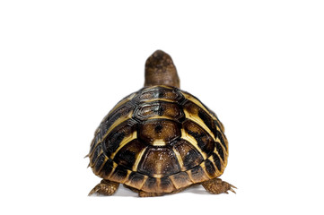 young tortoise