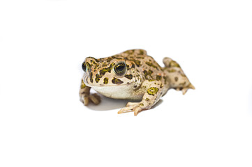 Fototapeta premium Frog