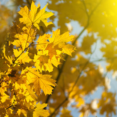 Fototapeta na wymiar autumn yellow leaves