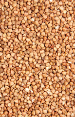 buckwheat;