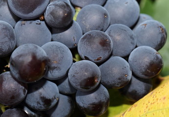 Macro de grappe de raisin