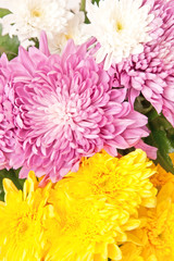 chrysanthemum