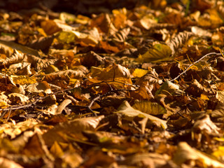 Fallen leaves