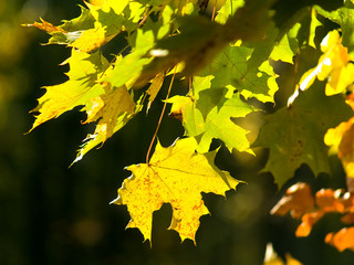 Maple leaves on sun