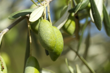 Olives vertes