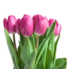 close-up pink tulips isolated on white