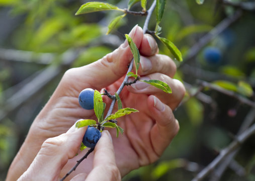 Manos reogiendo los frutos de endrina