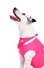 Hundedame Lilly 2
