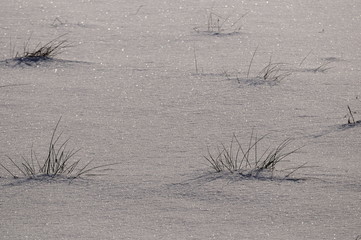 Grass on snowy sunshine meadow