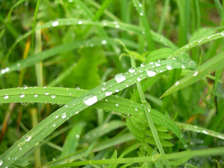 Grass after rain.