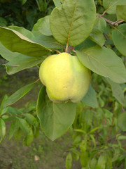 Quince fruit on a branch.
