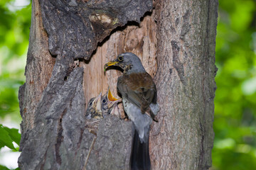 Fieldfare, Turdus pilaris