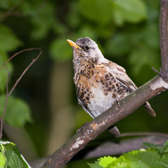 Fieldfare, Turdus pilaris
