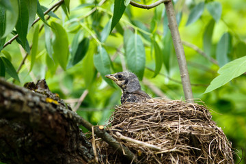 Fieldfare, Turdus pilaris