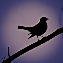 Fieldfare, Turdus pilaris