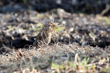 Fieldfare, Turdus pilaris