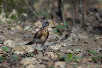 Fieldfare, Turdus pilaris