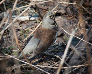 Fieldfare, Turdus pilaris