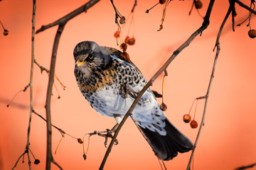 Fieldfare, Turdus pilaris