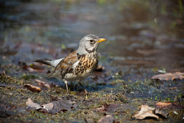Fieldfare, Turdus pilaris