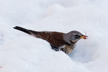 Fieldfare, Turdus pilaris