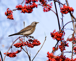 Fieldfare, Turdus pilaris