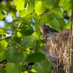 Fieldfare, Turdus pilaris