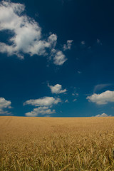 Wheat Field