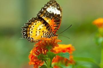 Great Eggfly Butterfly