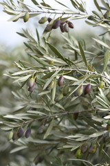 Obraz na płótnie Canvas olives