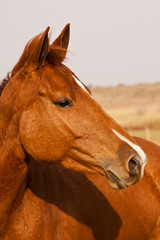 Portrait of a chestnut horse with white nose patch